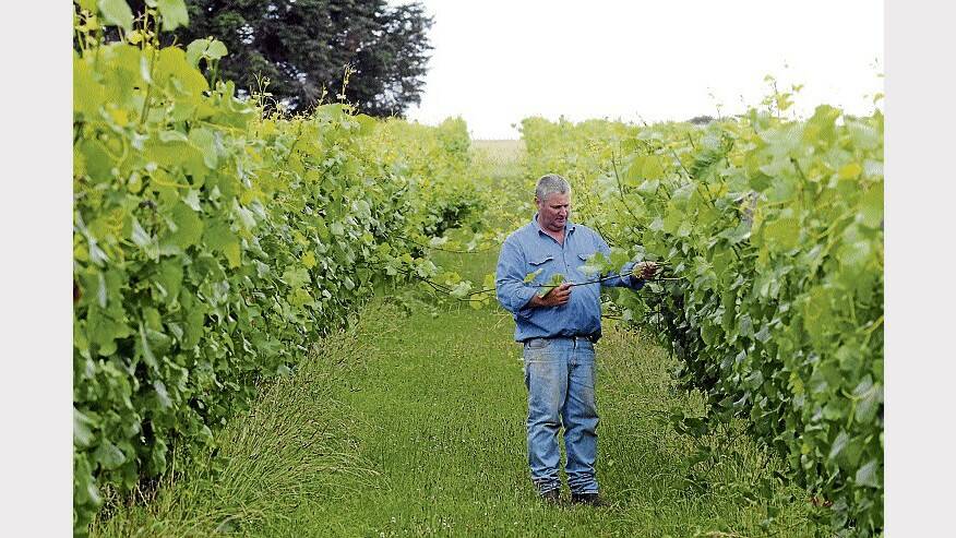 Mark Hirst, of Leaning Church Vineyard, checks the pinot grapevines. Despite a good start to the season, the vineyard now needs warm weather to ensure the end of the season is a success. Picture: PAUL SCAMBLER