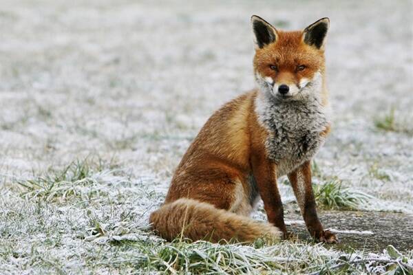 Fox scat found on Bruny Island