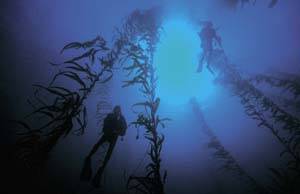 Under threat: Divers swim through kelp ... Tasmania's giant kelp forests are under threat because of global warning. Picture: Geoff Stubbs
