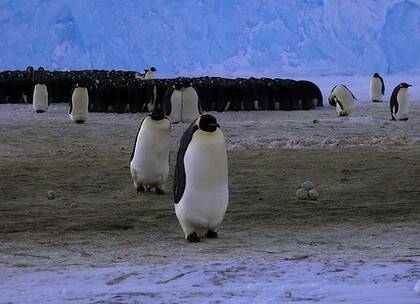 Group therapy ... Auster Rookery, near Mawson Station in Antarctica.