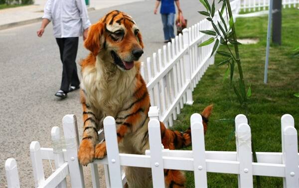 AND THE TIGER GOES ... WOOF?