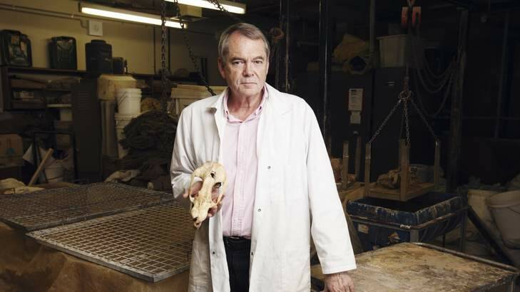 Living for the past … Professor Mike Archer with a thylacine skull. Photo: James Brickwood 