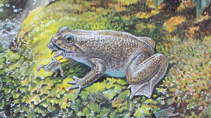 Hopped off … a gastric-brooding frog, currently extinct. <i>Illustration by Peter Schouten.</i>