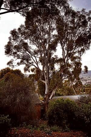 A West Launceston man has been granted permission by the Launceston City Council to remove a mature white gum tree from his property. Picture: SCOTT GELSTON