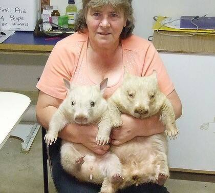 Double ... but not trouble: Val Salmon with the two white wombats. Photo: The Salmon Family