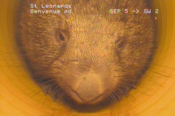 Wombat causes a storm in water pipe