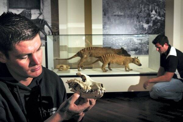 Jarom and Levi Triffitt at the Queen Victoria Museum and Art Gallery in Launceston yesterday . . . the Deloraine brothers were informed that their suspected thylacine skull was in fact that of a dog.  Picture: PHILLIP BIGGS