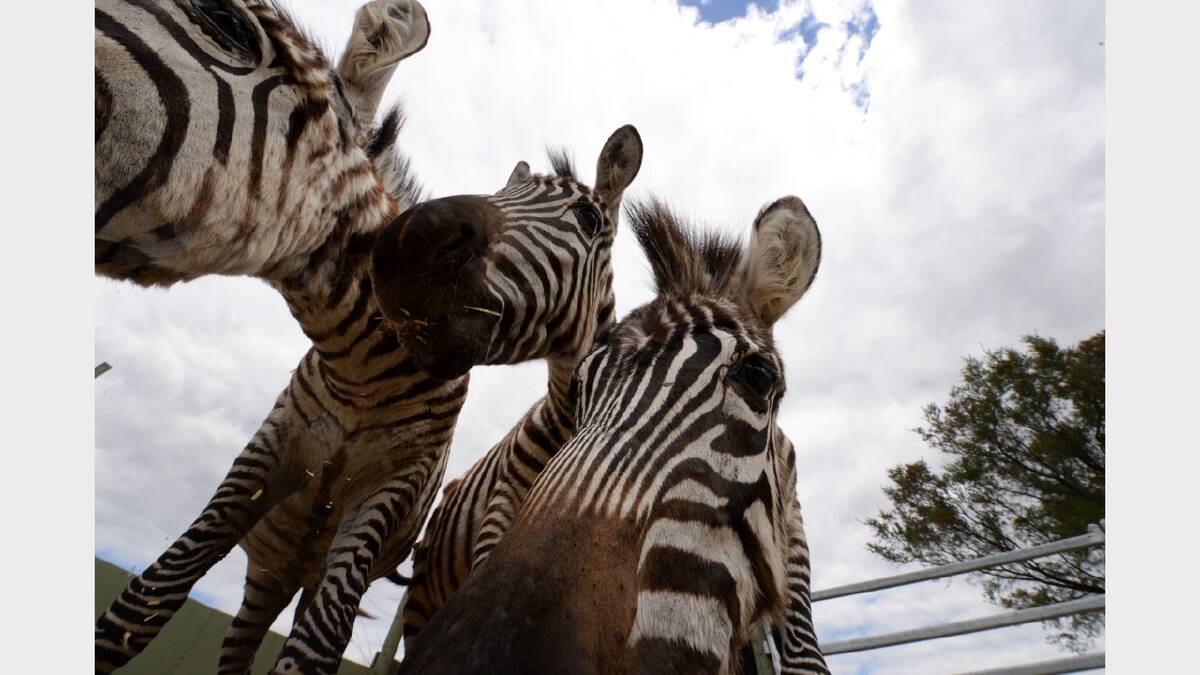 Meet Zoodoo's newest residents - three plains zebras. They are the first of their kind in Tasmania. Picture: Mark Jesser