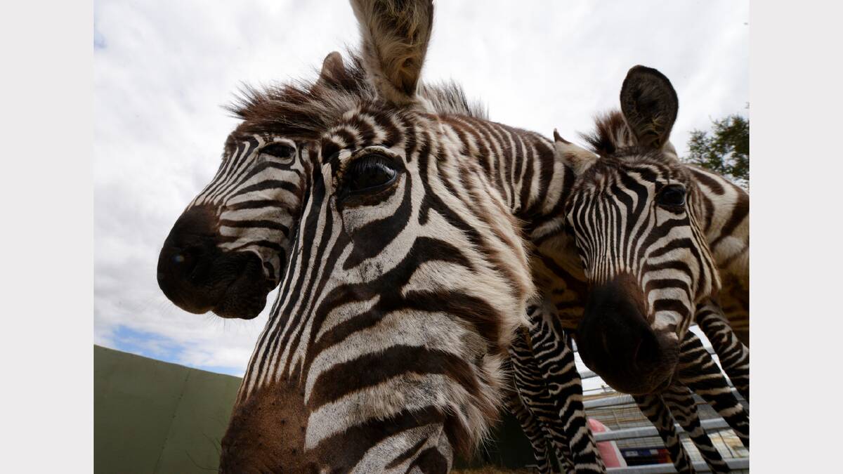 Meet Zoodoo's newest residents - three plains zebras. They are the first of their kind in Tasmania. Picture: Mark Jesser