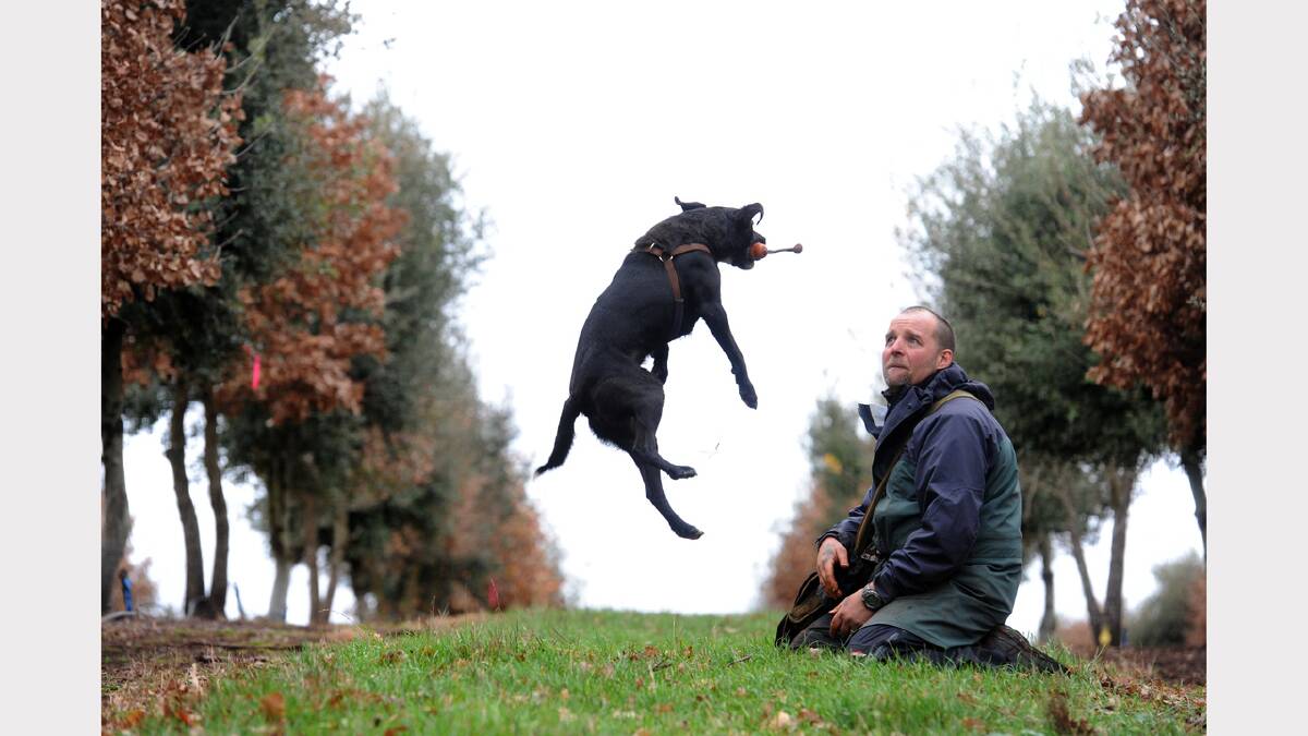 Dog trainer Simon Harvey has trained landmine detection dogs, termite dogs and now, he trains truffle dogs. Picture: Will Swan