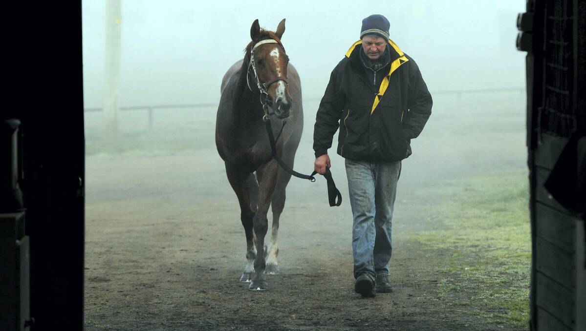 Horse trainer Terry Roles at work at Deloraine.   Picture: WILL SWAN