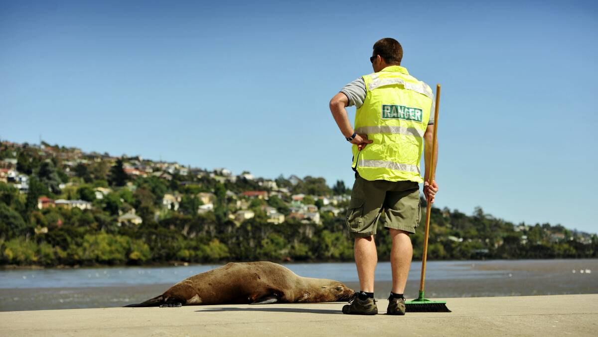 Wildlife management ranger Matt Jones tries unsuccessfully to help an Australian fur seal back into the Tamar. Picture: SCOTT GELSTON