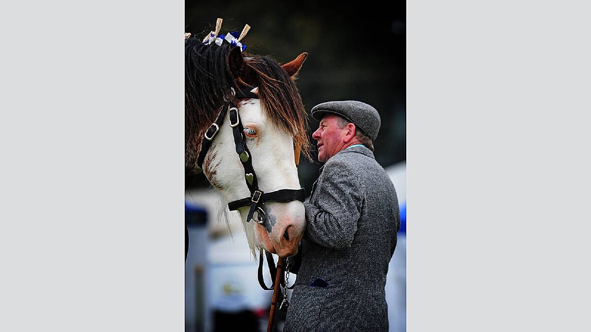 Saturday October 6 2012  photo:  Phillip Biggs  report:  Zona Black Burnie Show:  Ian Hodgetts of Highclere with champion clydesdale Stone of Destiny 