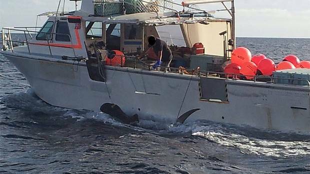 The first shark has been caught under WA's new shark-kill policy. Photo: Nine News Perth.