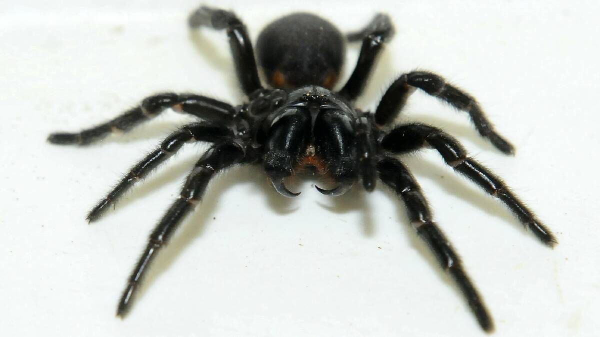 A funnel-web spider.  Picture: NEIL RICHARDSON
