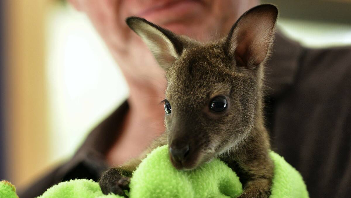 Lucky, a six-month-old Bennetts wallaby, at Pademelon Park Wildlife Refuge with refuge owner Geoff Preston. Picture: SCOTT GELSTON