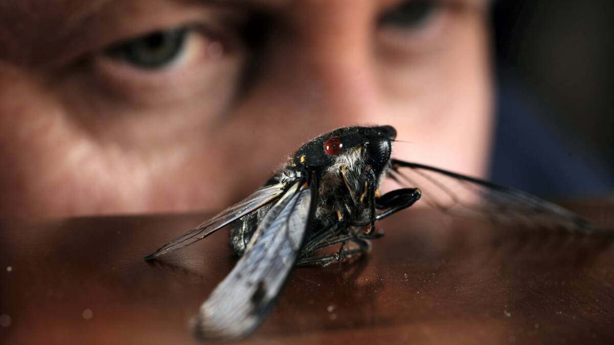 Queen Victoria Museum and Art Gallery honorary associate Simon Fearn takes a closer look at a cicada from the West Tamar. The insects are hatching in their millions due to the wet summer.  Picture: SCOTT GELSTON