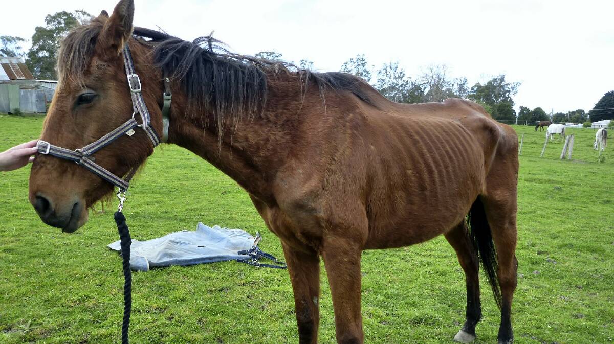 he emaciated five-year-old thoroughbred mare. 