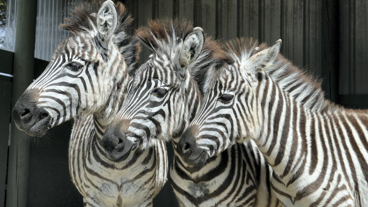 Zinty, Duchess and Beyonce the zebras settle into their new home, Zoodoo Wildlife Park. Picture: MARK JESSER