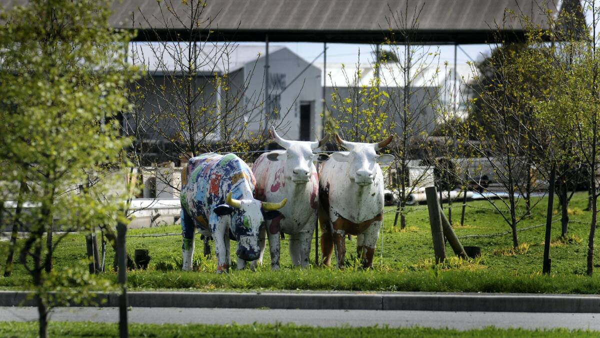 The ornamental cows on the Gunns Lindsay Street site.