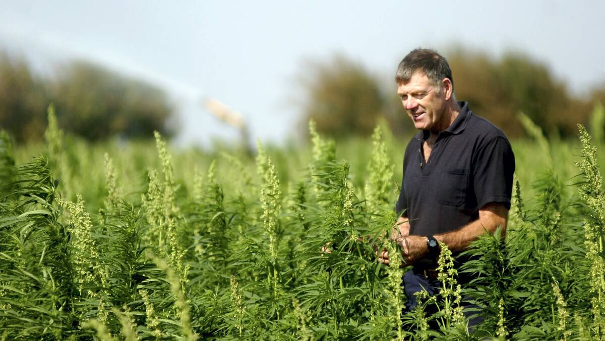 Industrial Hemp Association of Tasmania president Phil Reader checks his crop. The association  is trying to overturn a long-standing ban on hemp products being used in food in Australia.