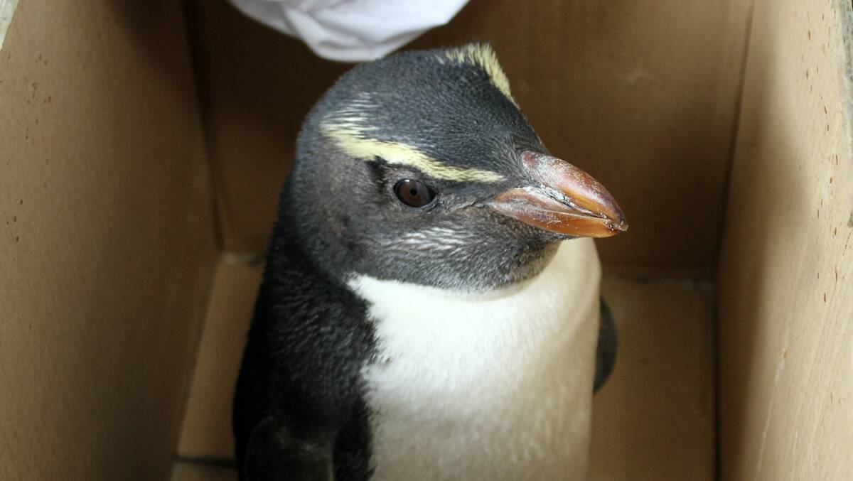 ``Kiwi'', the lost penguin from New Zealand, recovers at Pademelon Park Wildlife Refuge, Bicheno.