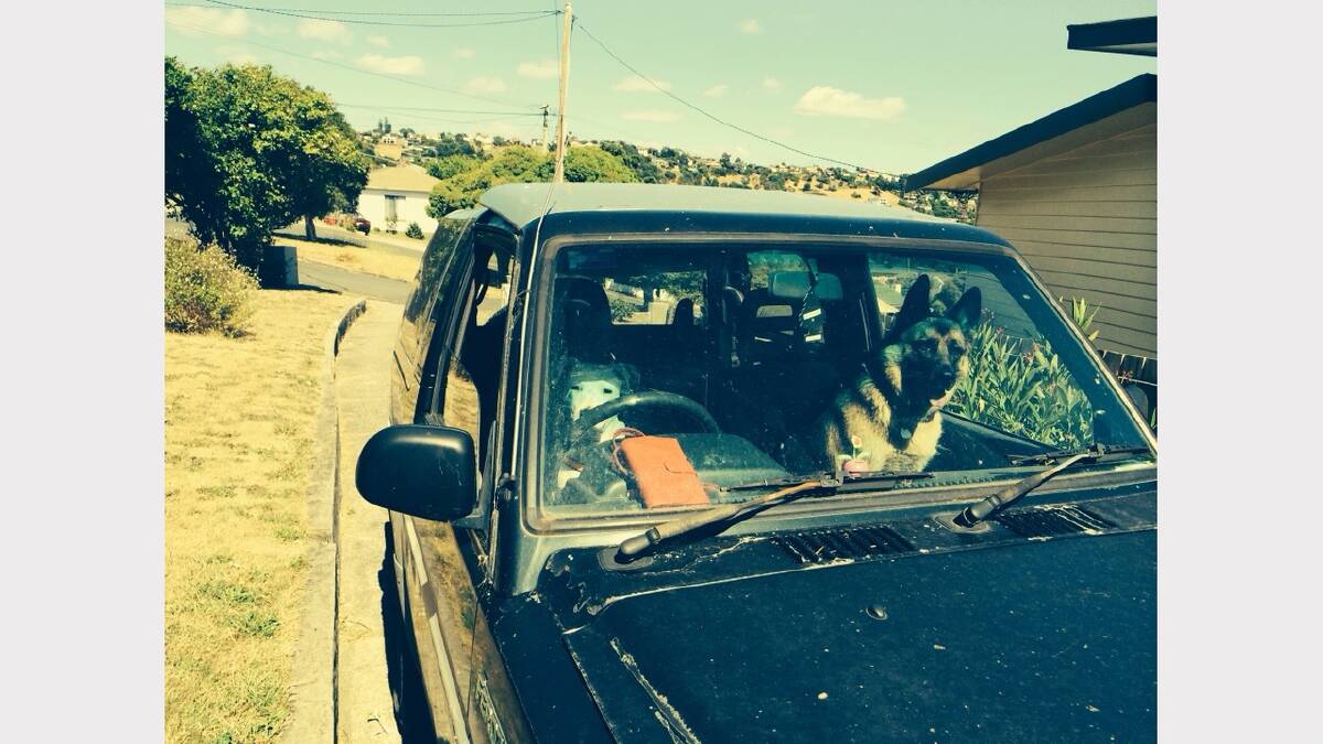 Photo sent in by Vicki of Chelsy and Lanky waiting in the car