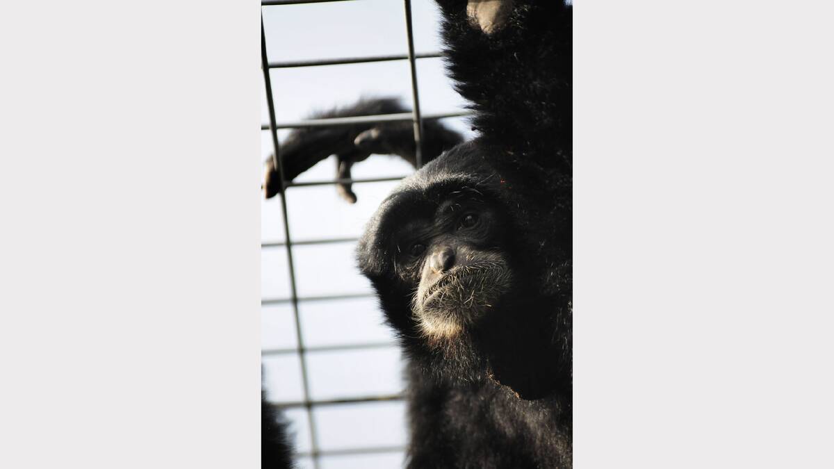 Six-year-old siamang Beau and eight-year-old Ollie arrived at Riverside's Tasmania Zoo yesterday.  Picture: PHILLIP BIGGS
