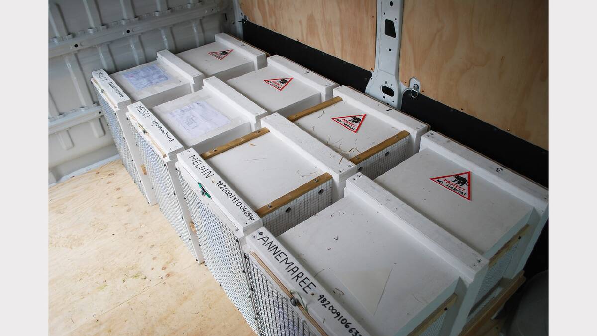 The crates housing the devils (with each one's name printed on it) ready to board the flight to New Zealand. Photos courtesy: Department of Primary Industries, Parks, Water and Environment