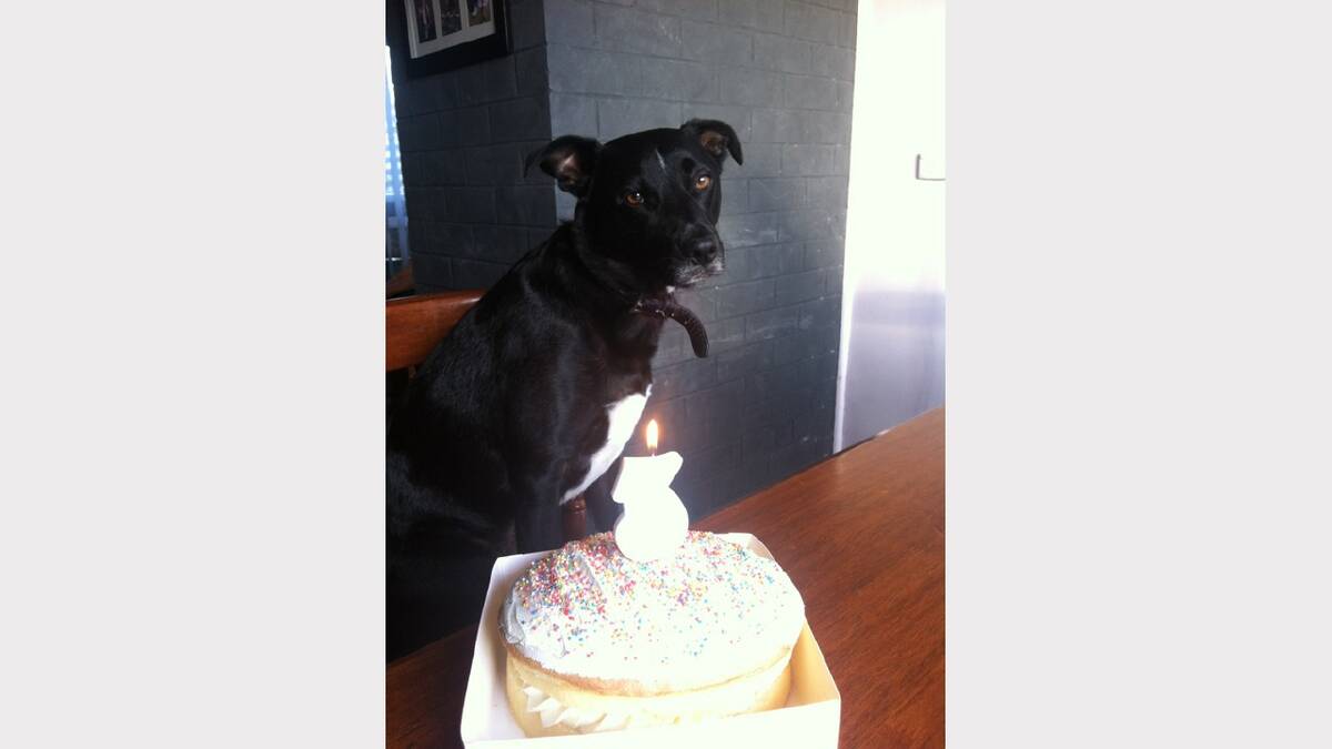 Photo sent in by Kim Nielsen of kelpie cross Scooby waiting for a piece of his third birthday cake