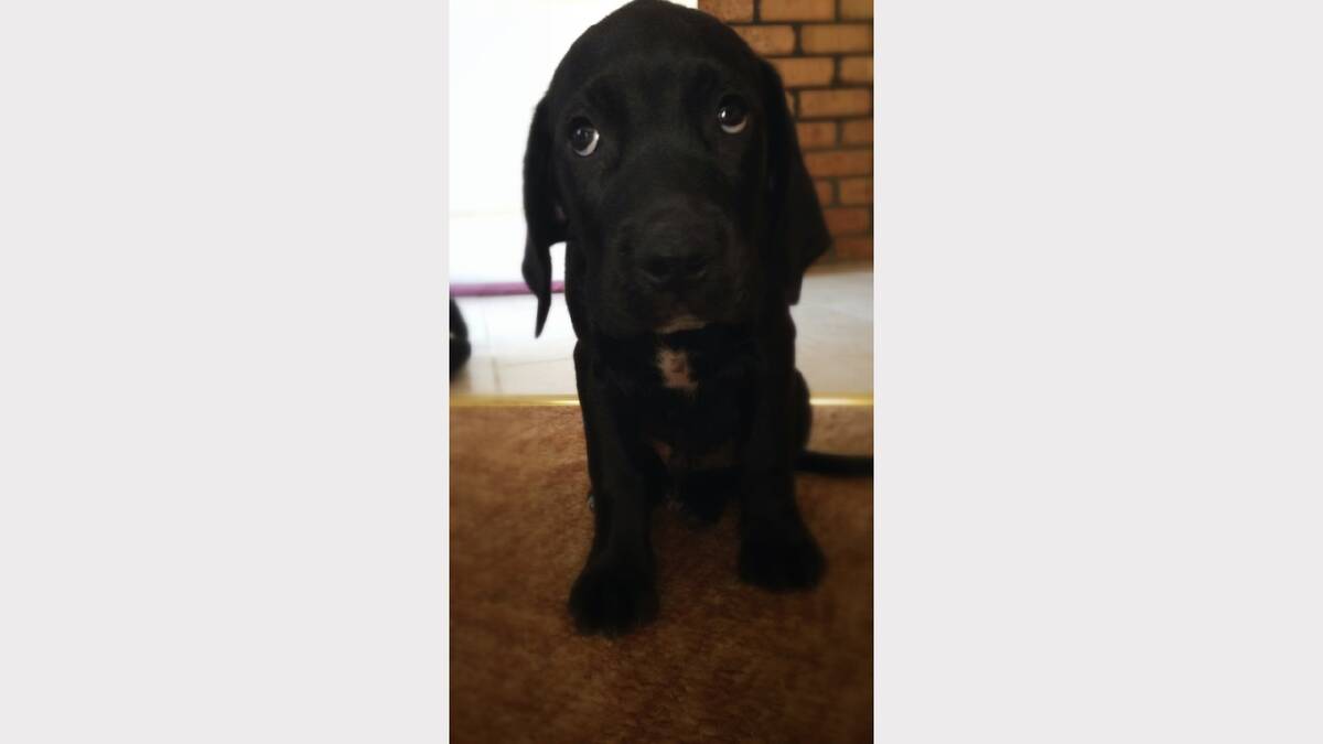 Photo sent in by Jaimi Leigh Harper of eight week old Kevin, the great dane x mastiff