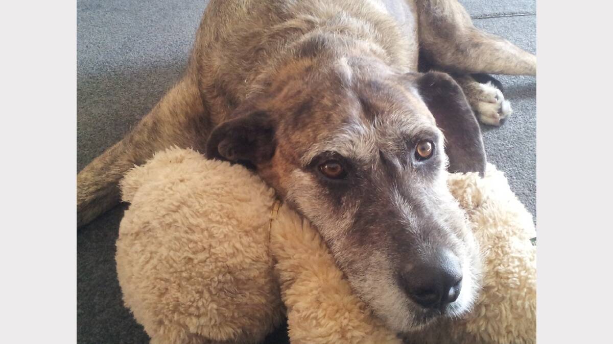 Photo sent in by Carmen Brannan - having a rest with teddy