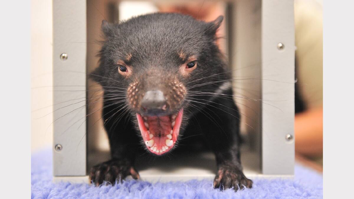 A Tasmanian devil joey's first vet check at Healesville Sanctuary in Victoria. Photo: Joe Armao 