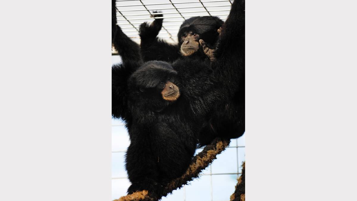 Six-year-old siamang Beau and eight-year-old Ollie arrived at Riverside's Tasmania Zoo yesterday.  Picture: PHILLIP BIGGS
