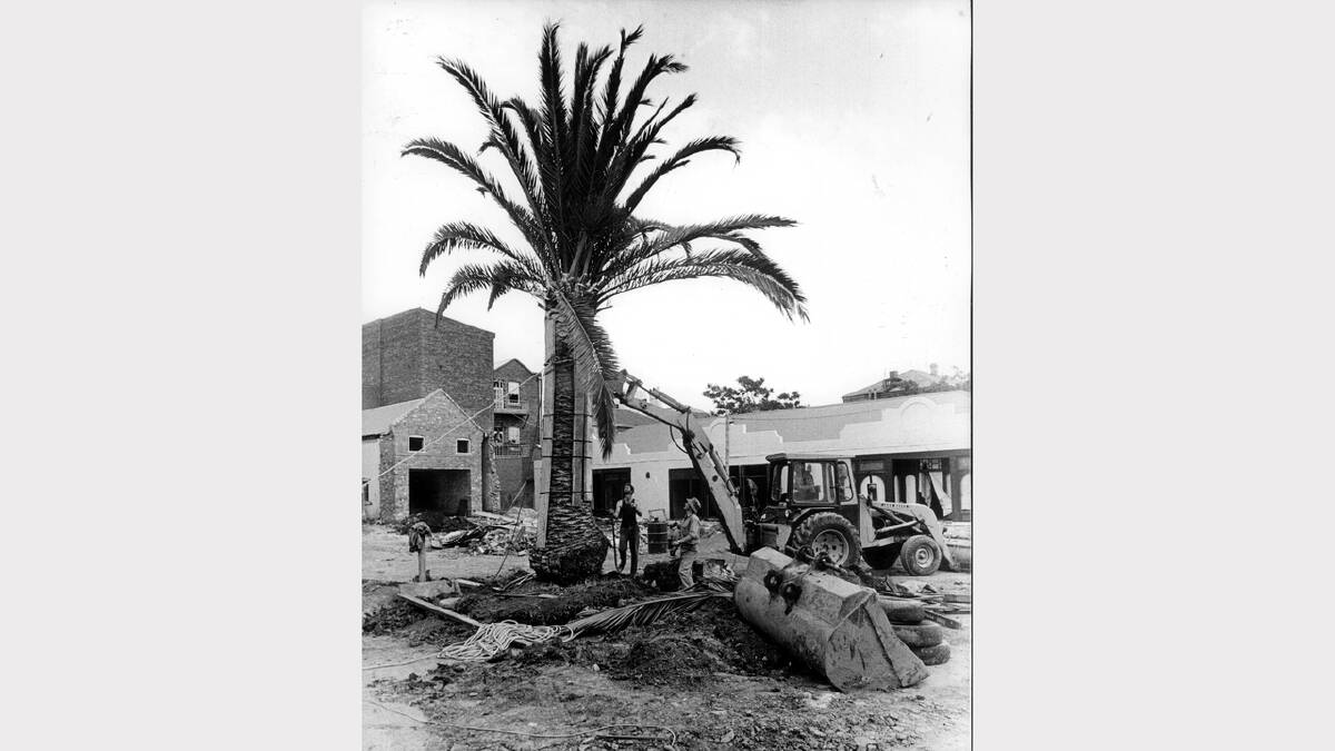 Workers plant the giant 13.5 tonne Phoenix palm in the new Yorktown Square development. Photo: November 1984.