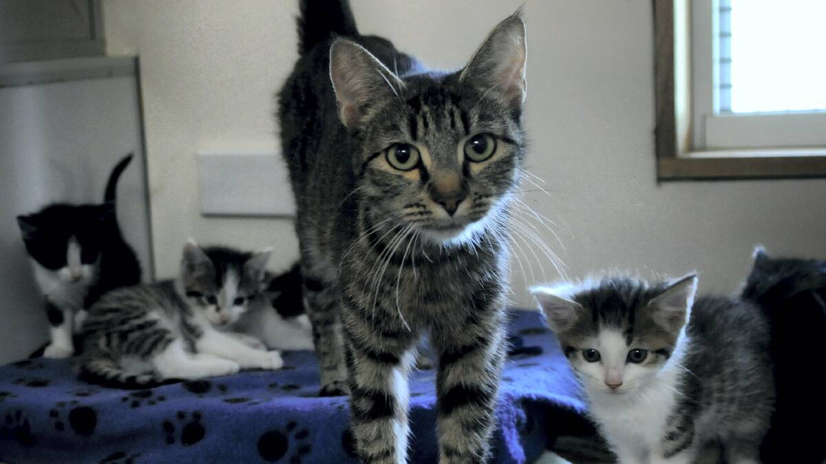Mother cat Shellie with her litter at the Mowbray RSPCA shelter. Picture: GEOFF ROBSON