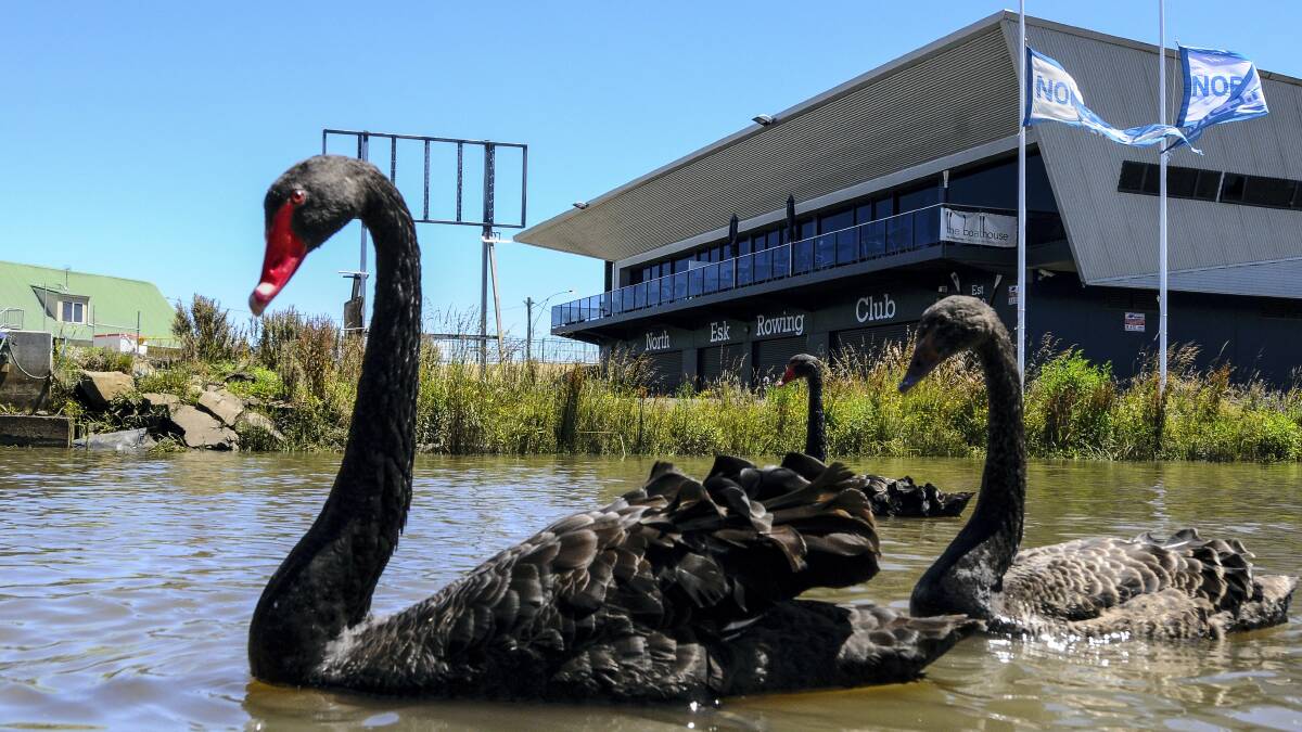 Black swans take advantage of a king tide at Seaport in Launceston to forage for food.  Picture: NEIL RICHARDSON