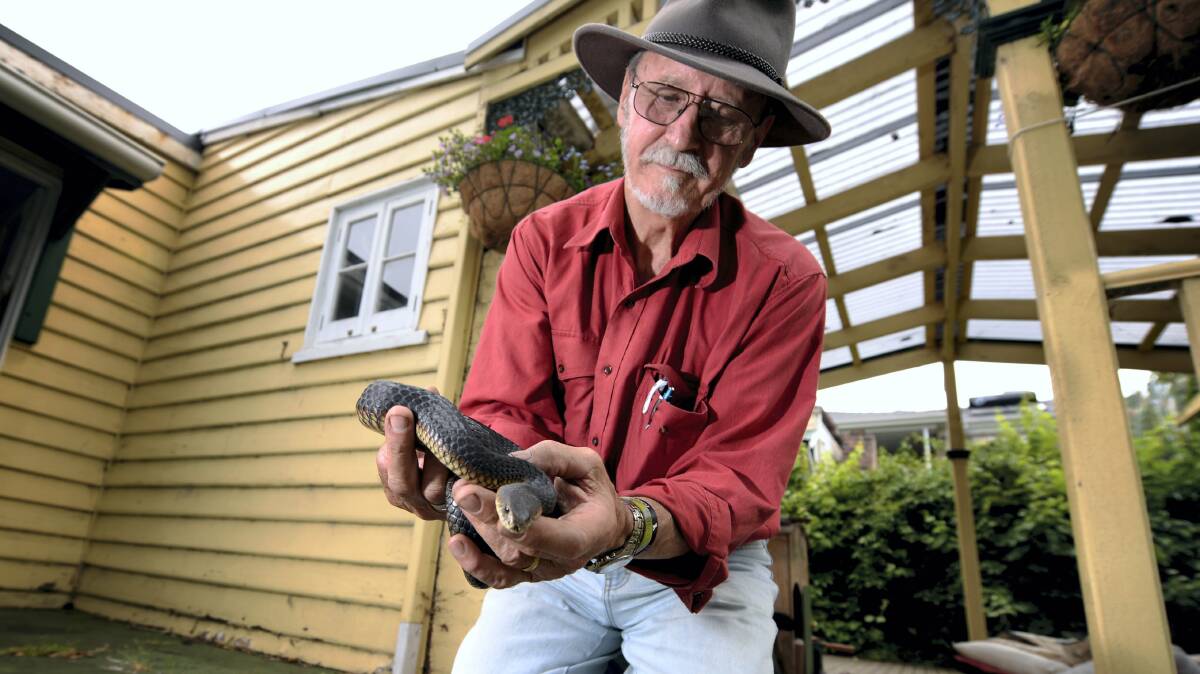 Reptile Rescue chief executive Ian Norton with a red copperhead ... the organisation has answered more than 40 snake callouts since the end of October. Picture: GEOFF ROBSON