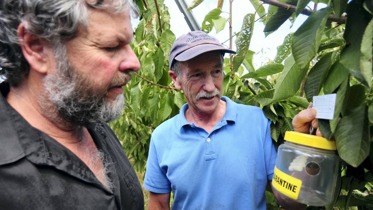 Bass Greens MHA Kim Booth hears Legana cherry grower Peter Smith's concerns of a $700,000 cut to frontline biosecurity staff in Tasmania.