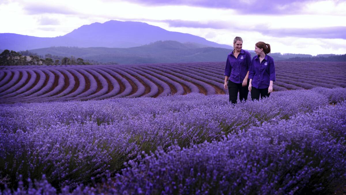 Bridestowe Lavender Estate's Chloe Bishop and Leanne Steer wander through the fields of purple. Picture: SCOTT GELSTON
