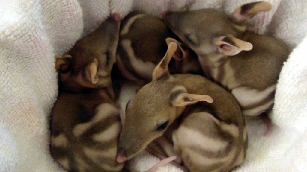 A Westbury resident kept four baby bandicoots warm and safe until their mum came for them.
