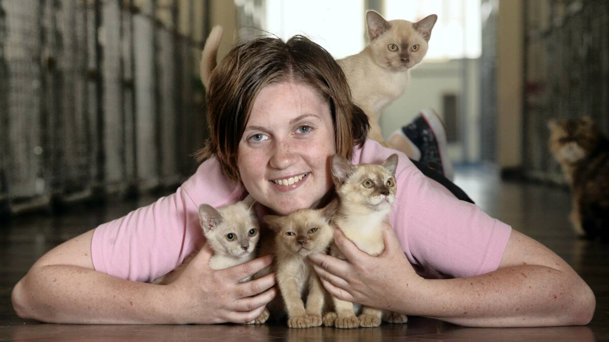 View Bank Cattery staff member Melanie Eeles, 22, with some Burmese kittens. The cattery is showing at tomorrow's Cat Council of Tasmania Cat Show. Picture: MARK JESSER