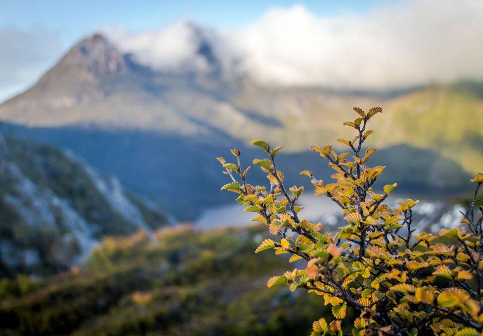 PICTURE PERFECT: A Fagus begins turning yellow - a classic scene on Cradle Mountain. Picture: Supplied