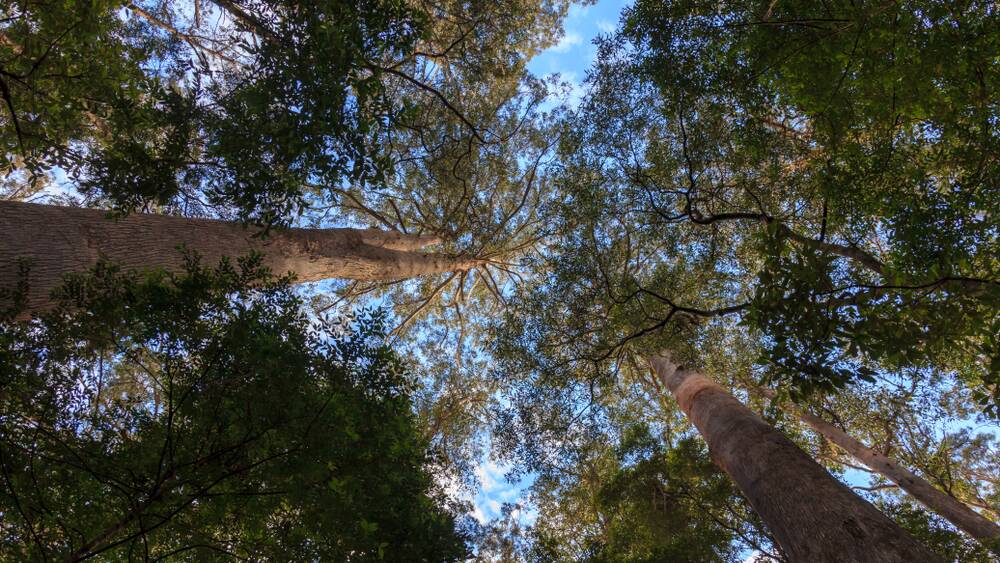 Tasmanian forestry value almost breaks $7 billion mark