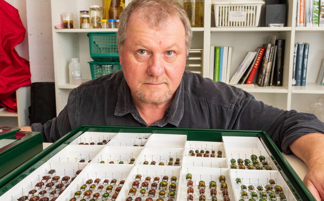 QVMAG collections officer Simon Fearn with some of the many insect specimens in the museum's collection. 