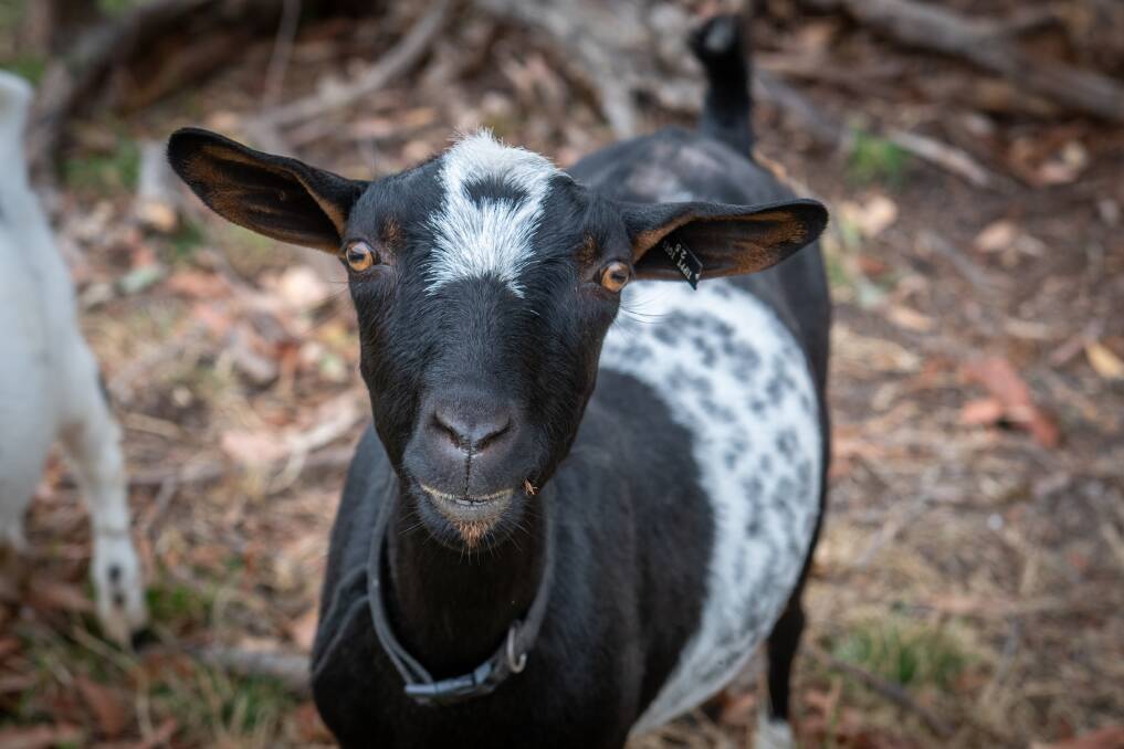 Tasmanian All Breeds Summer Goat Show bleats into Deloraine | The Examiner  | Launceston, TAS