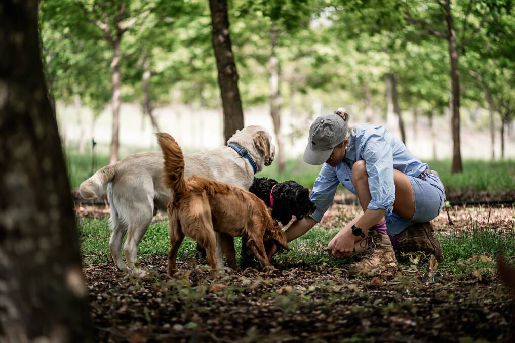 Anna Terry digging around in the mud for truffles with her dogs, Douglas (golden Labrador), Poppy (black Labradoodle) and Peggy (brown).