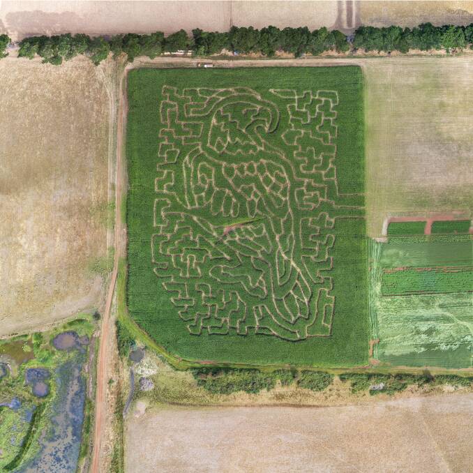 Rupertswood Farm crop maze for 2023 is a Tasmanian wedge-tailed eagle with thousands expected to visit. Picture by Phillip Biggs