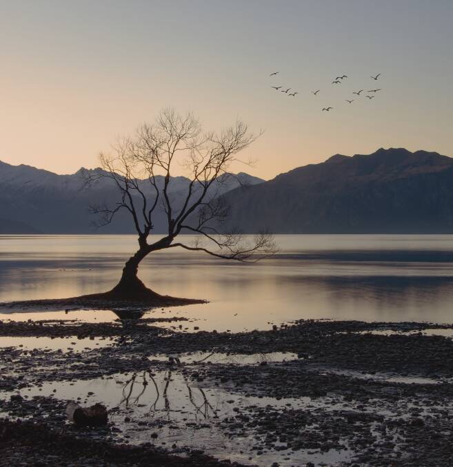The Lone Tree of Lake Wanaka