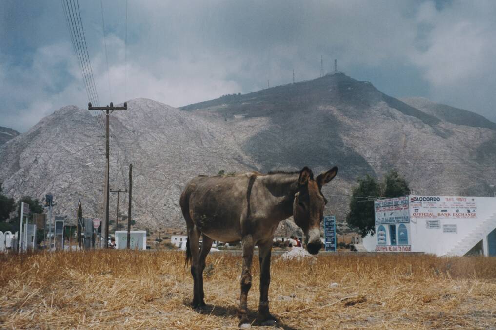 A Greek Island donkey roaming Ios.